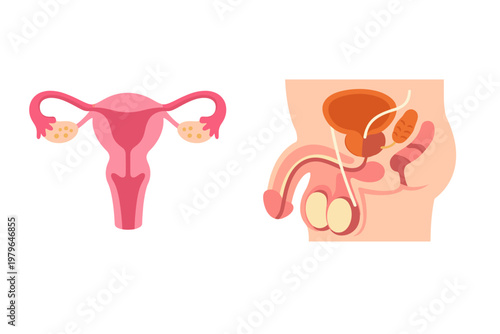 Flat Vector Illustration of Female and Male Human Reproductive Systems Showing Uterus, Ovaries, Penis, Testicles, and Internal Organs for Medical Education, Biology, and Healthcare Diagrams.