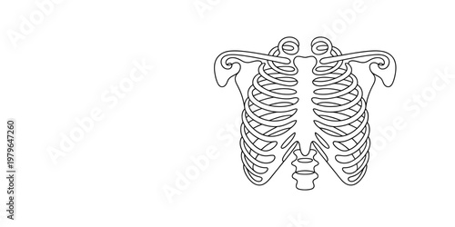 continuous one line drawing of a rib cage with the arms and shoulders