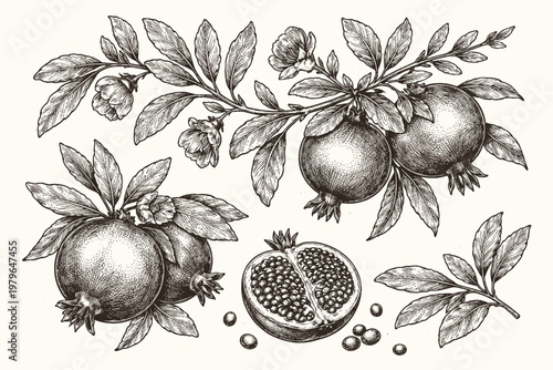 Detailed botanical engraving of pomegranate branches, whole fruits, flowers and seeds. Hand-drawn ink illustration in vintage style for organic food labels, health products and nature design.