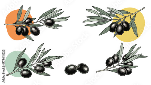 Set of artistic olive branch illustrations featuring dark ripe olives and colorful circular backgrounds, perfect for brand design.