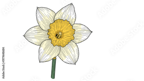 Bright and cheerful illustration of a narcissus daffodil flower with pure white petals and a vibrant yellow corona on a green stem.