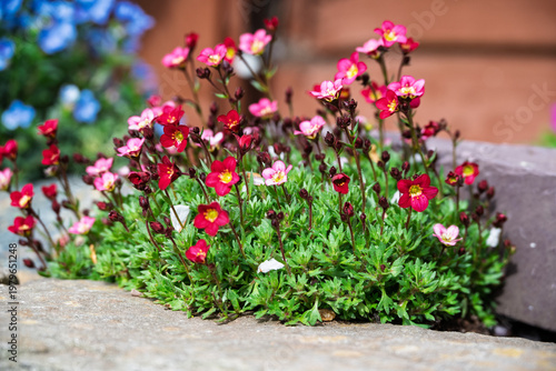 Tableau sur toile Stone's Edge Pink Radiance. Saxifrage plant in an English garden.