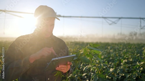 Man farmer examines soybean plant holding tablet in sunlit field near irrigation. Farmer checks crop with tablet at sunrise. Man inspects soybean using technology. Farmer analyzes plant data.