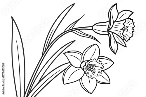 coloring page line art the daffodil flower black vector