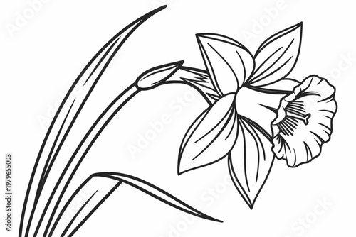 coloring page line art the daffodil flower black vector