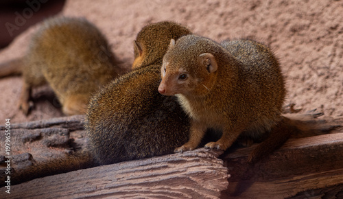 Tableau sur toile mongoose on guard