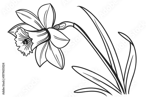 coloring page line art the daffodil flower black vector
