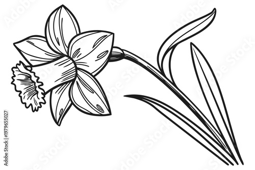 coloring page line art the daffodil flower black vector
