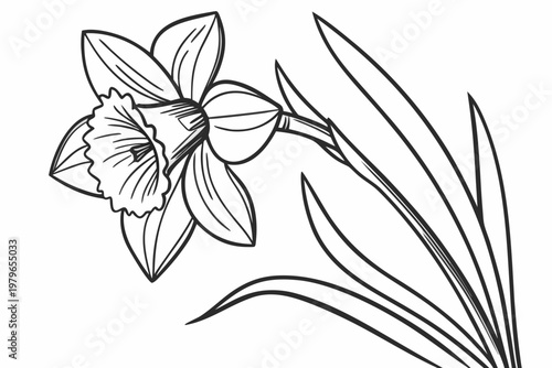 coloring page line art the daffodil flower black vector