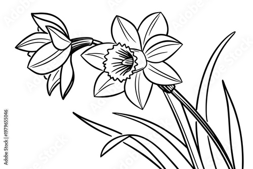coloring page line art the daffodil flower black vector