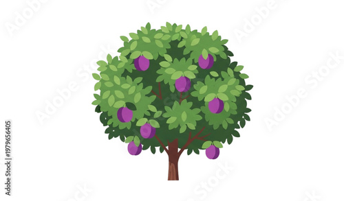 Minimal plum tree vector flat design with fruit and green leaves