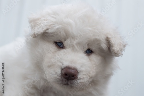 Portrait of white puppy looking at the camera.