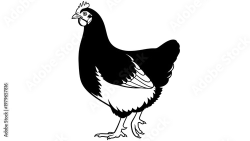 Black and White Chicken Illustration, Farm Animal, Vector Graphic
