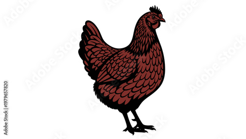 Brown Hen Chicken Standing Isolated on White Background, Farm Animal Portrait