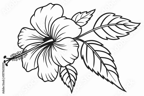 coloring page line art the hibiscus flower black vector