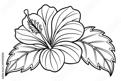 coloring page line art the hibiscus flower black vector