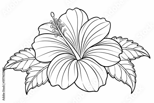 coloring page line art the hibiscus flower black vector