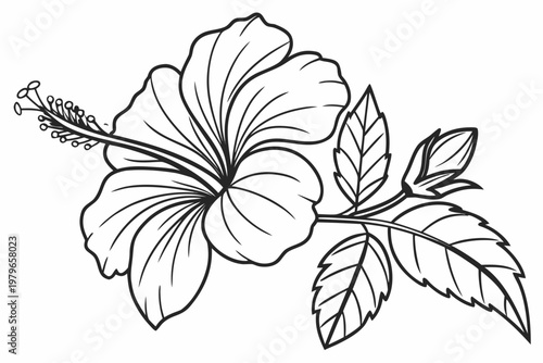 coloring page line art the hibiscus flower black vector