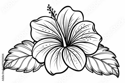 coloring page line art the hibiscus flower black vector