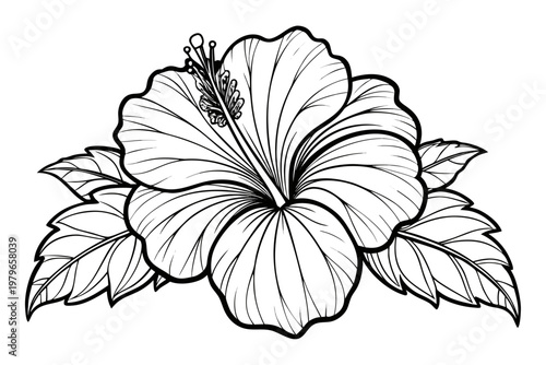 coloring page line art the hibiscus flower black vector