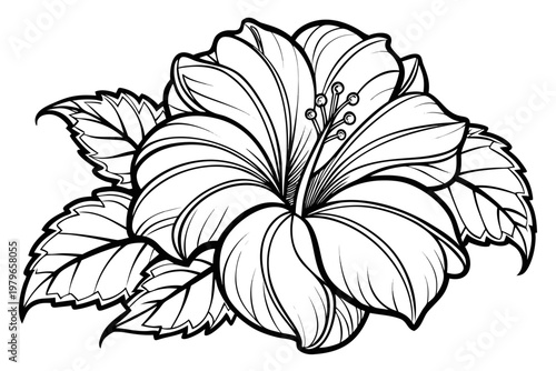 coloring page line art the hibiscus flower black vector