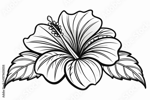 coloring page line art the hibiscus flower black vector