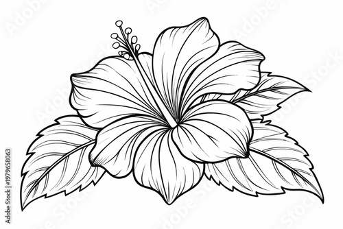 coloring page line art the hibiscus flower black vector