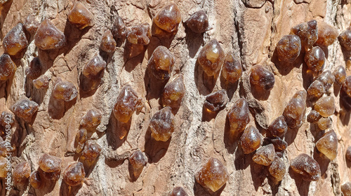 secretion. Close-up of frankincense tree bark with teardrop-shaped resin droplets glinting. gardening catalogs, home-decor guides, designed for gardening and botanical catalogs, used by clinicians.
