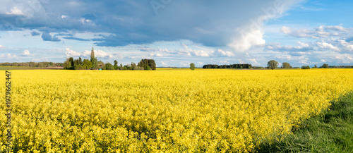 real Raps or rapeseed field, canola flowers. Wide panorama of yellow plants and dramatic sky