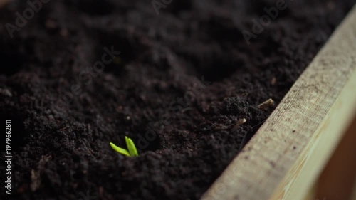 On balcony, housewife tends her compact vegetable garden, gently planting fresh herbs among green seedlings. urban gardening moment highlights her care, sustainability and love for homegrown flavor