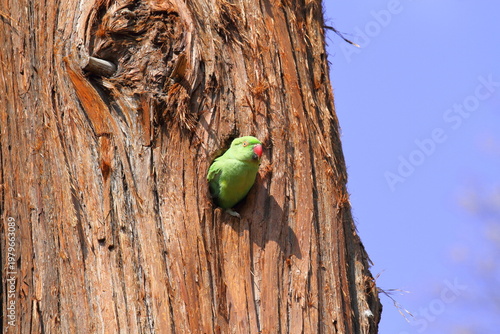 巣穴から顔を出すワカケホンセイインコ（雌）