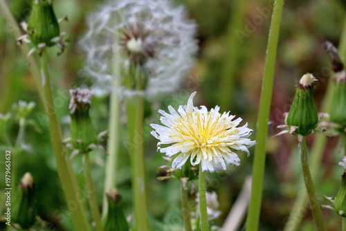 シロバナタンポポ　高知県仁淀川町