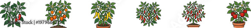 Potted pepper and tomato plants vector set.