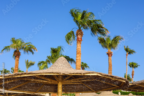 Fotografija A straw beach umbrella and palm trees sway in the wind.