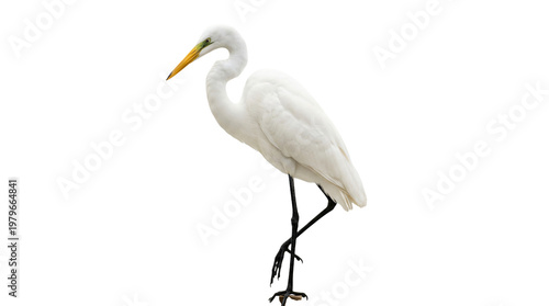 white egret standing on one leg isolated on transparent background