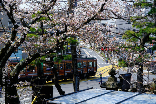 Scenery of Enoden and cherry blossoms - 江ノ電と桜の風景