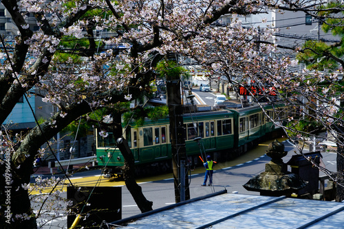 Scenery of Enoden and cherry blossoms - 江ノ電と桜の風景