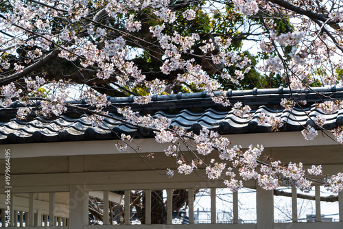 Cherry blossoms and traditional Japanese tiled roof - 桜と日本の伝統的な瓦屋根