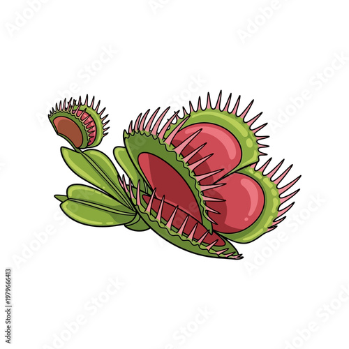 Venus flytrap plant with open and closed traps displaying its carnivorous nature