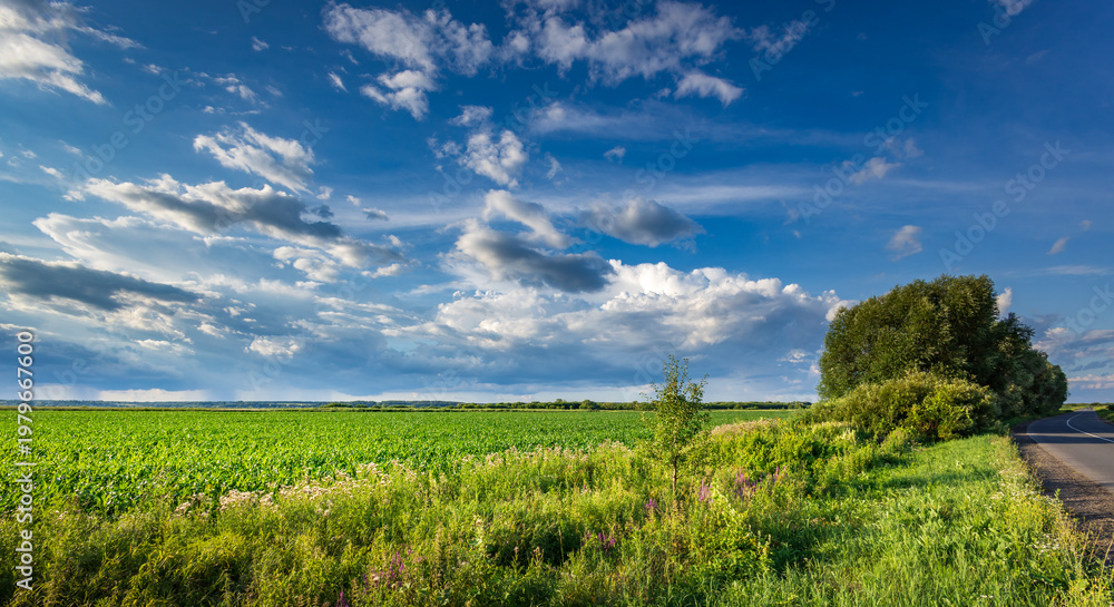 Obraz premium Vast green field stretches beneath a bright blue sky