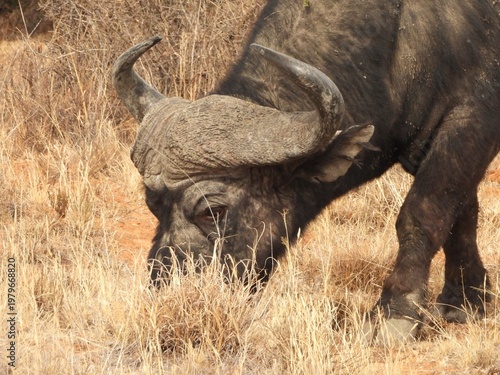 cape buffalo in the wild