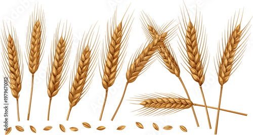 Realistic Wheat Ears and Grains Illustration Set Representing Agriculture, Harvest, Farming, Organic Food, Cereal Crops, and Natural Rural Production Design