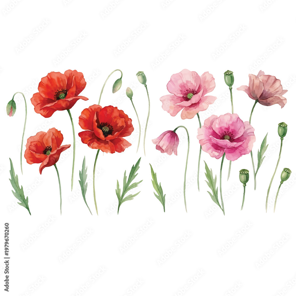 Obraz premium Red poppy flowers isolated on a white background with a simple floral illustration style