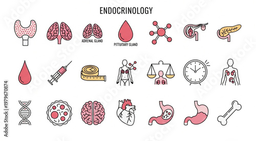 Medical Endocrinology Illustration - Depicting Glands, Hormones, and Human Anatomy.