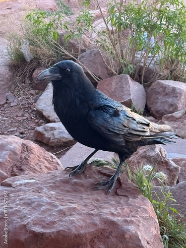 raven bird