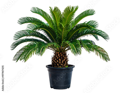 Lush potted cycad with feathery fronds and textured trunk