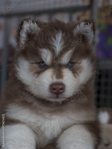 Portrait of cute little husky puppy looking at the camera.