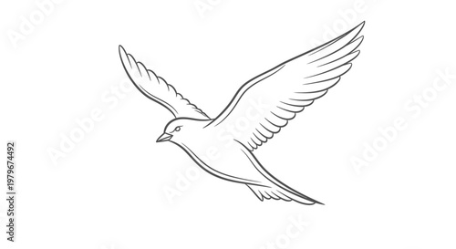 Dove Bird Flying Line Drawing - Freedom, Peace, Hope Symbol