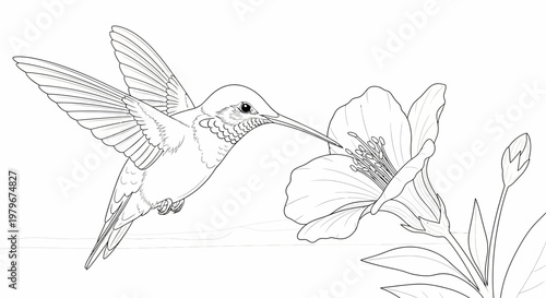 Hummingbird Feeding on Flower, Line Art Illustration, Nature Wildlife