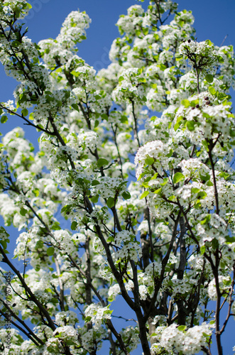 White spring blossoms on tree branches